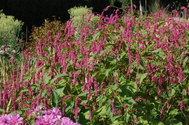 3288 Polygonum orientale (OrientKnöterich)